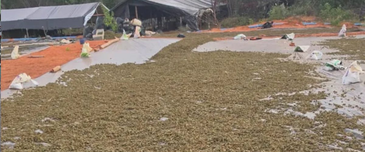 Polícia apreende 290 mil pés de maconha em Acopiara-CE
