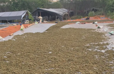 Polícia apreende 290 mil pés de maconha em Acopiara-CE