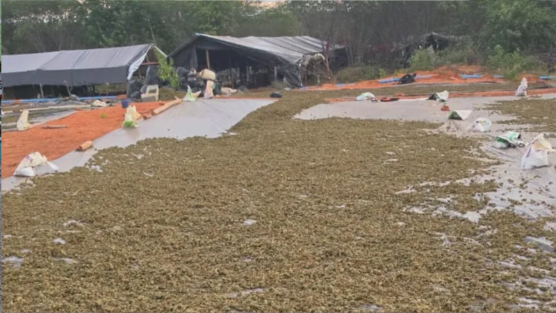 Polícia apreende 290 mil pés de maconha em Acopiara-CE