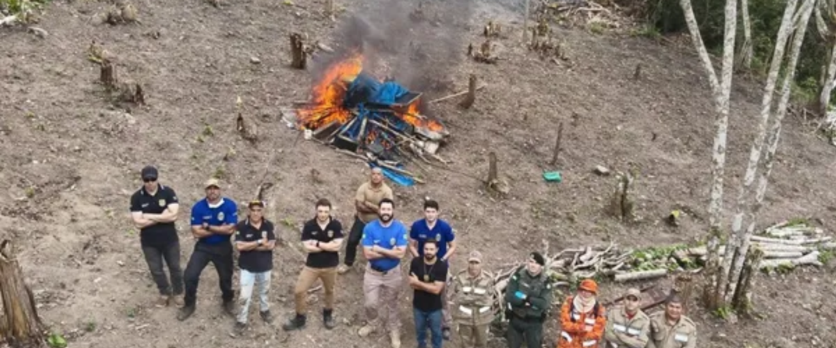 Segunda plantação de maconha é destruída no Ceará em 20 dias