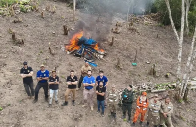 Segunda plantação de maconha é destruída no Ceará em 20 dias