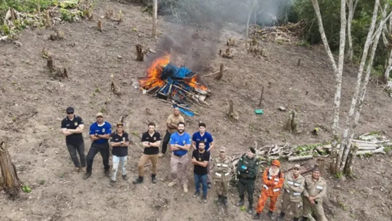Segunda plantação de maconha é destruída no Ceará em 20 dias