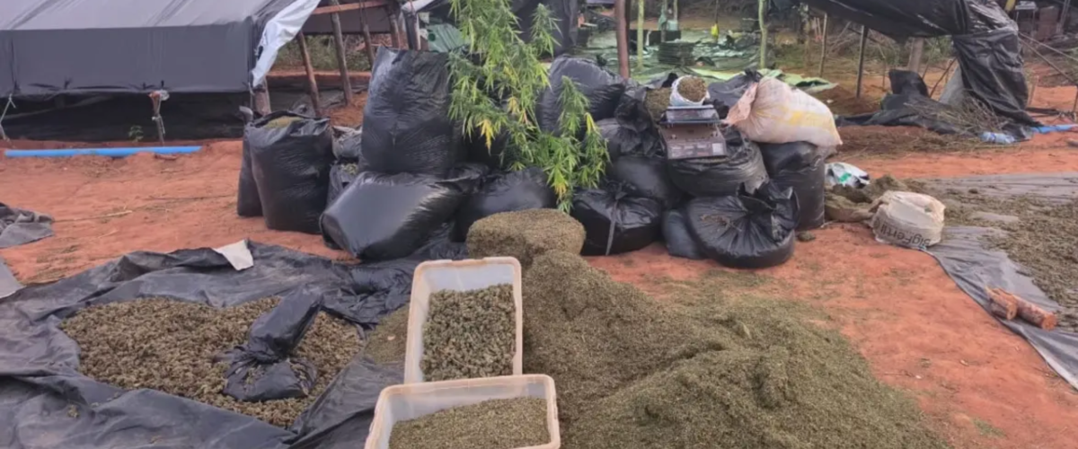 Dono de fazenda com 290 mil pés de maconha é solto no Ceará