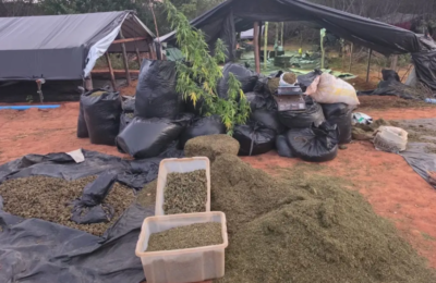 Dono de fazenda com 290 mil pés de maconha é solto no Ceará