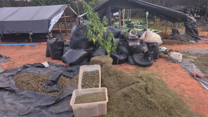 Dono de fazenda com 290 mil pés de maconha é solto no Ceará