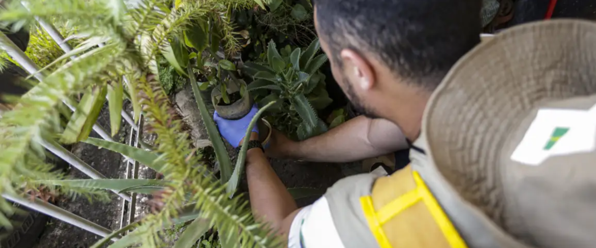 Sesa alerta para prevenção da dengue no Ceará