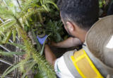 Sesa alerta para prevenção da dengue no Ceará