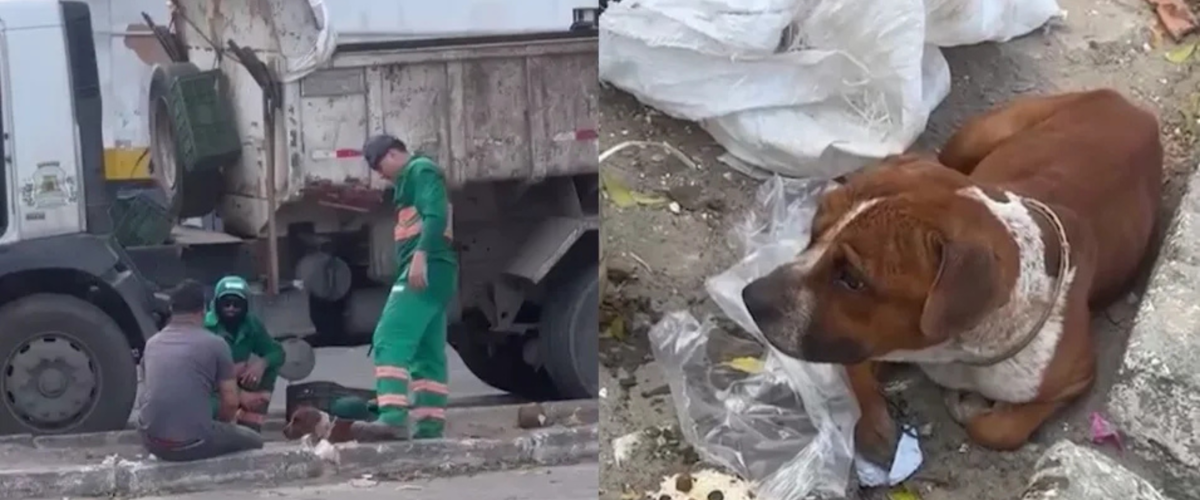 Pitbull é achado vivo em sacola de lixo em Fortaleza