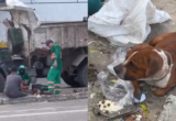 Pitbull é achado vivo em sacola de lixo em Fortaleza