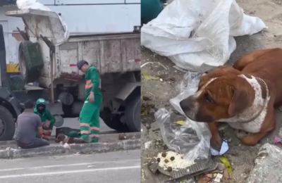 Pitbull é achado vivo em sacola de lixo em Fortaleza