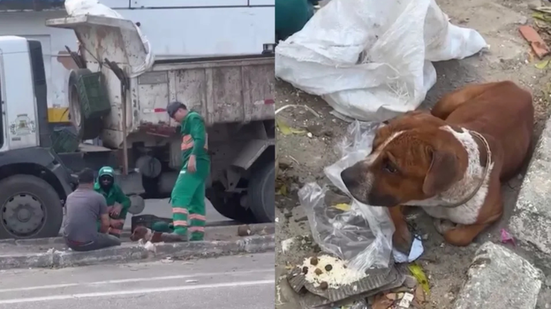 Pitbull é achado vivo em sacola de lixo em Fortaleza