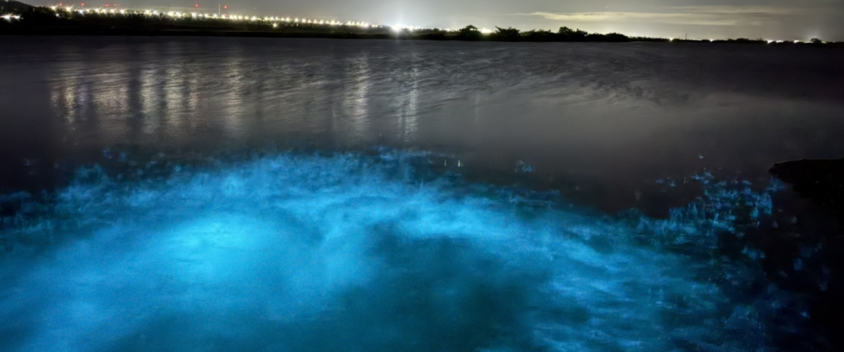 Mar brilha em azul em praia do Ceará; veja vídeo