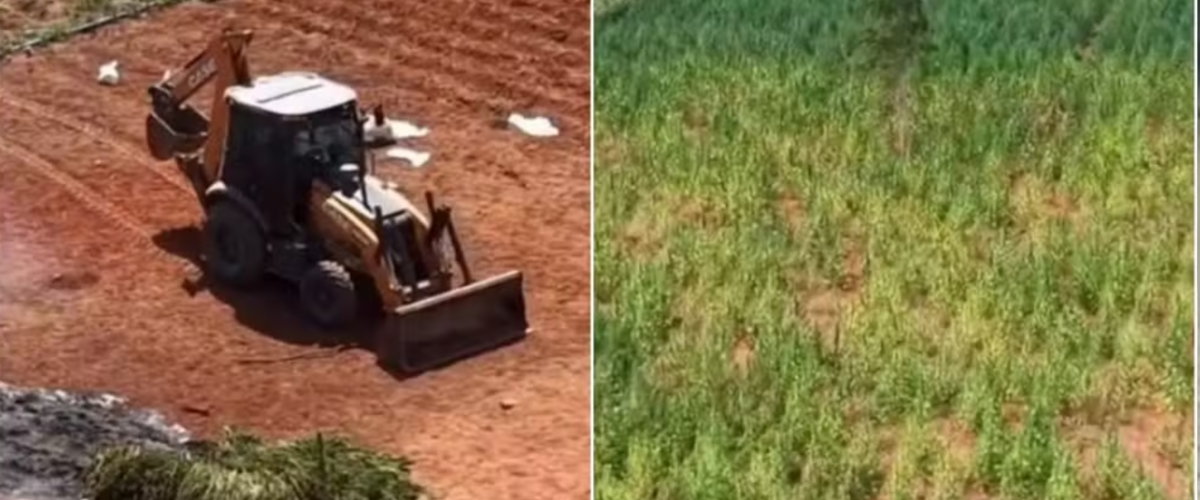 Dono de terreno com plantação de maconha é preso no Ceará