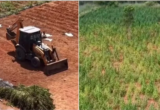 Dono de terreno com plantação de maconha é preso no Ceará