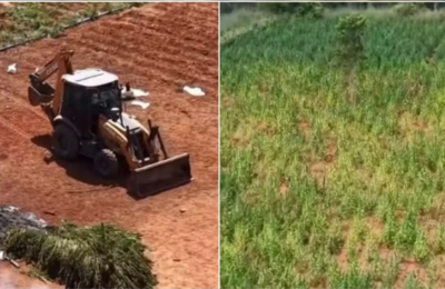 Dono de terreno com plantação de maconha é preso no Ceará