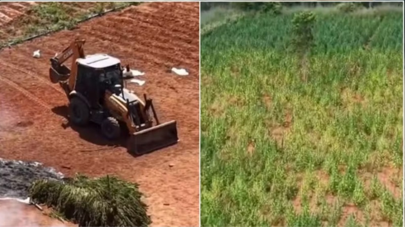 Dono de terreno com plantação de maconha é preso no Ceará