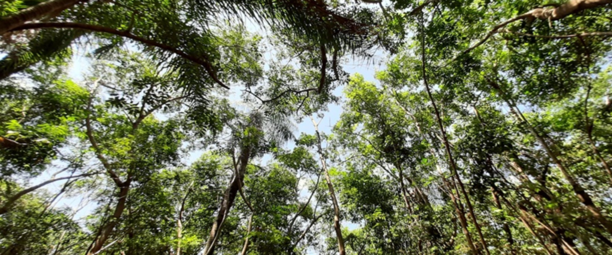Vegetação retorna à Floresta do Aeroporto após desmate