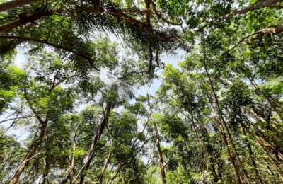 Vegetação retorna à Floresta do Aeroporto após desmate