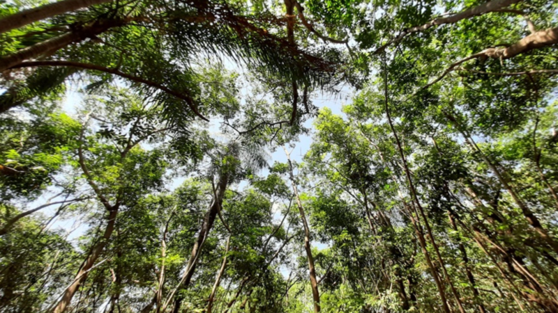 Vegetação retorna à Floresta do Aeroporto após desmate