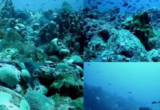 Ceará tem montanhas submersas que são oásis marinhos