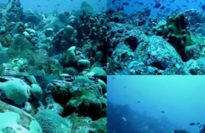 Ceará tem montanhas submersas que são oásis marinhos