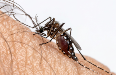 Dengue completa 40 anos no Ceará com 900 mil casos