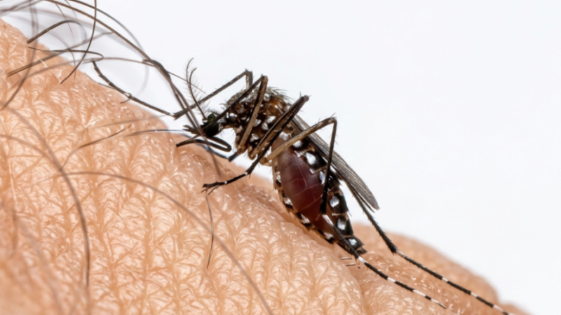 Dengue completa 40 anos no Ceará com 900 mil casos