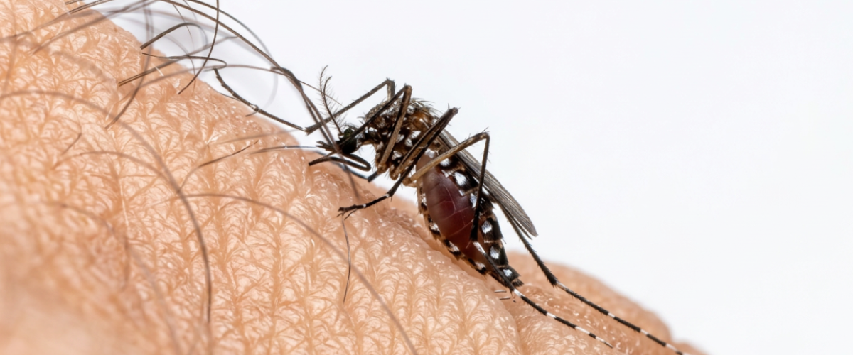 Dengue completa 40 anos no Ceará com 900 mil casos