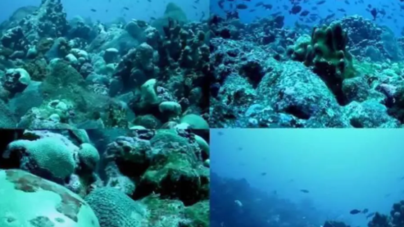 Ceará tem montanhas submersas que são oásis marinhos