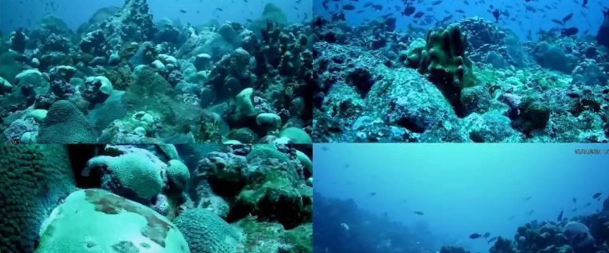 Ceará tem montanhas submersas que são oásis marinhos