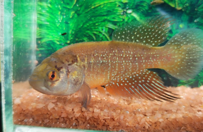 Nova espécie de peixe é descoberta no Ceará