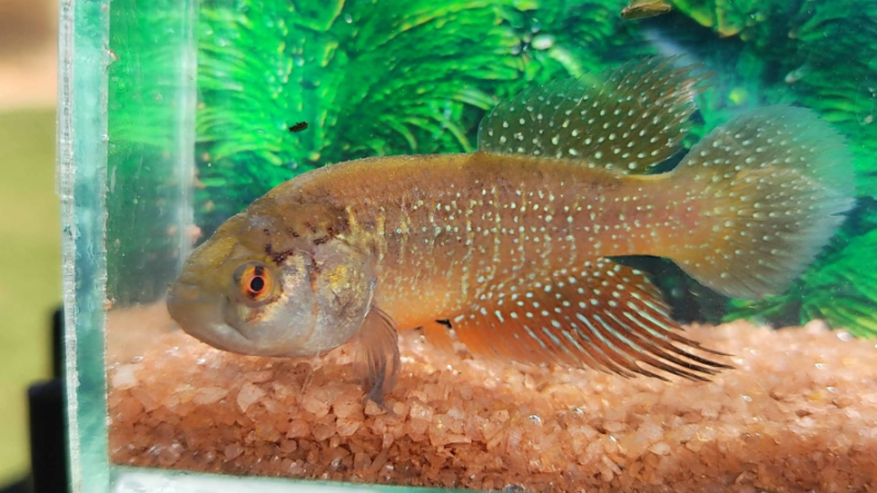 Nova espécie de peixe é descoberta no Ceará