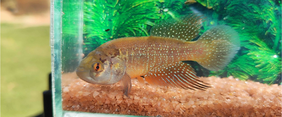 Nova espécie de peixe é descoberta no Ceará