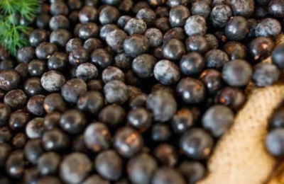 Produção de açaí no Ceará cresce 22,5% e atinge 10 cidades