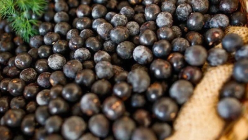 Produção de açaí no Ceará cresce 22,5% e atinge 10 cidades