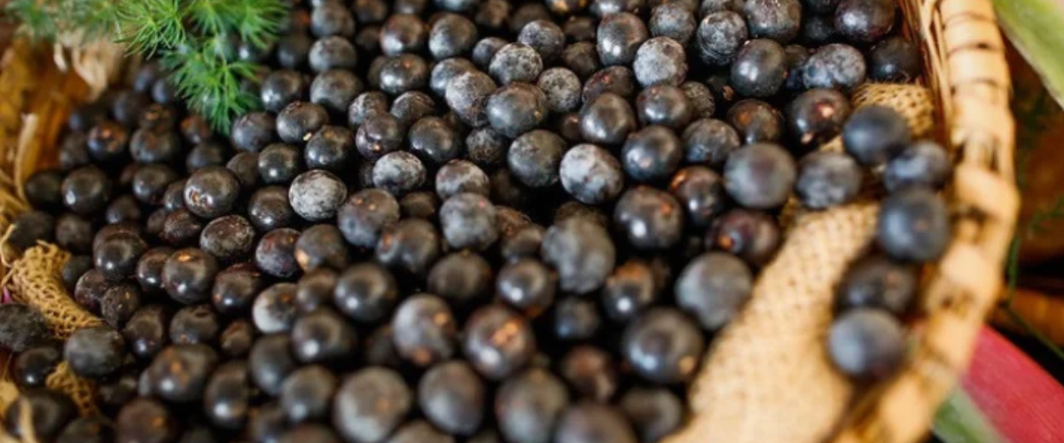 Produção de açaí no Ceará cresce 22,5% e atinge 10 cidades