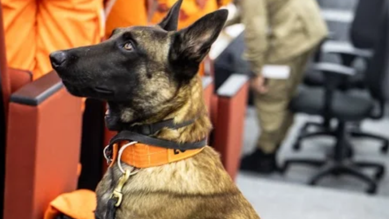 Fortaleza sedia curso nacional de árbitros de cães de resgate