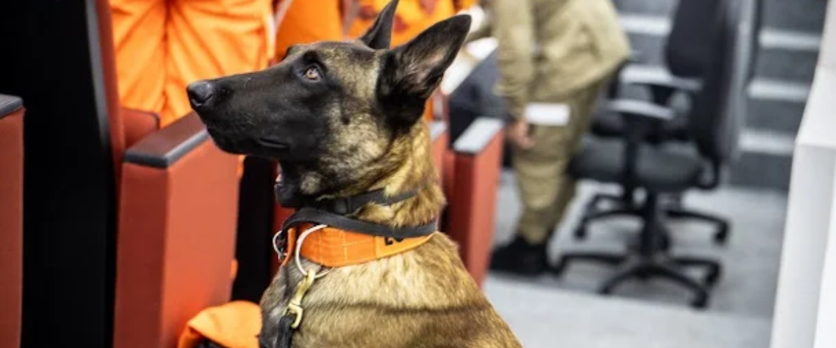 Fortaleza sedia curso nacional de árbitros de cães de resgate